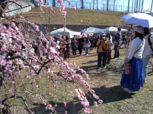 3月1日、城南区梅林で恒例の梅見会を開催しました。